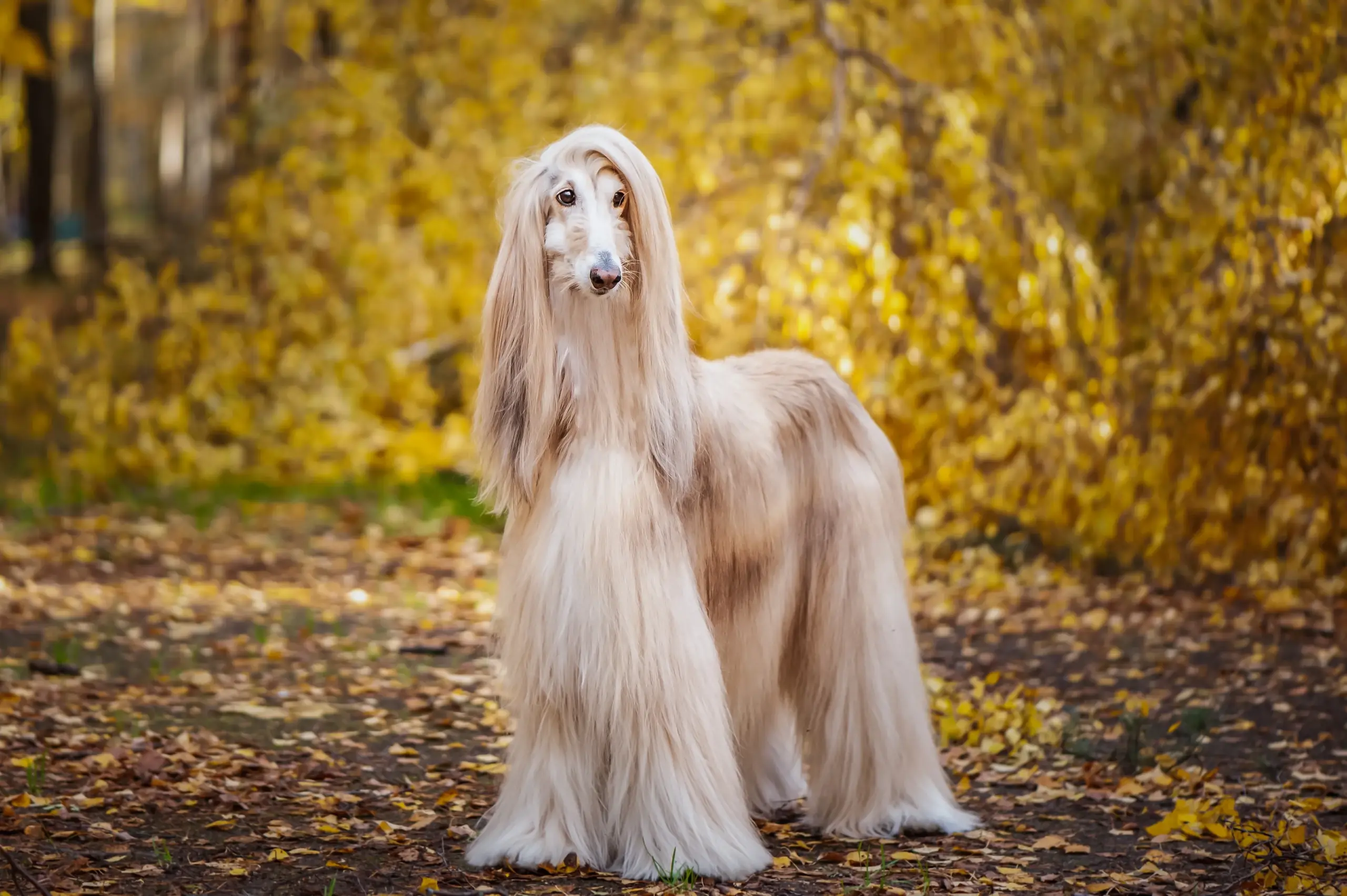 Afghan Hounds: The Aristocratic Ancient Breed with the Stunning Silky Coat