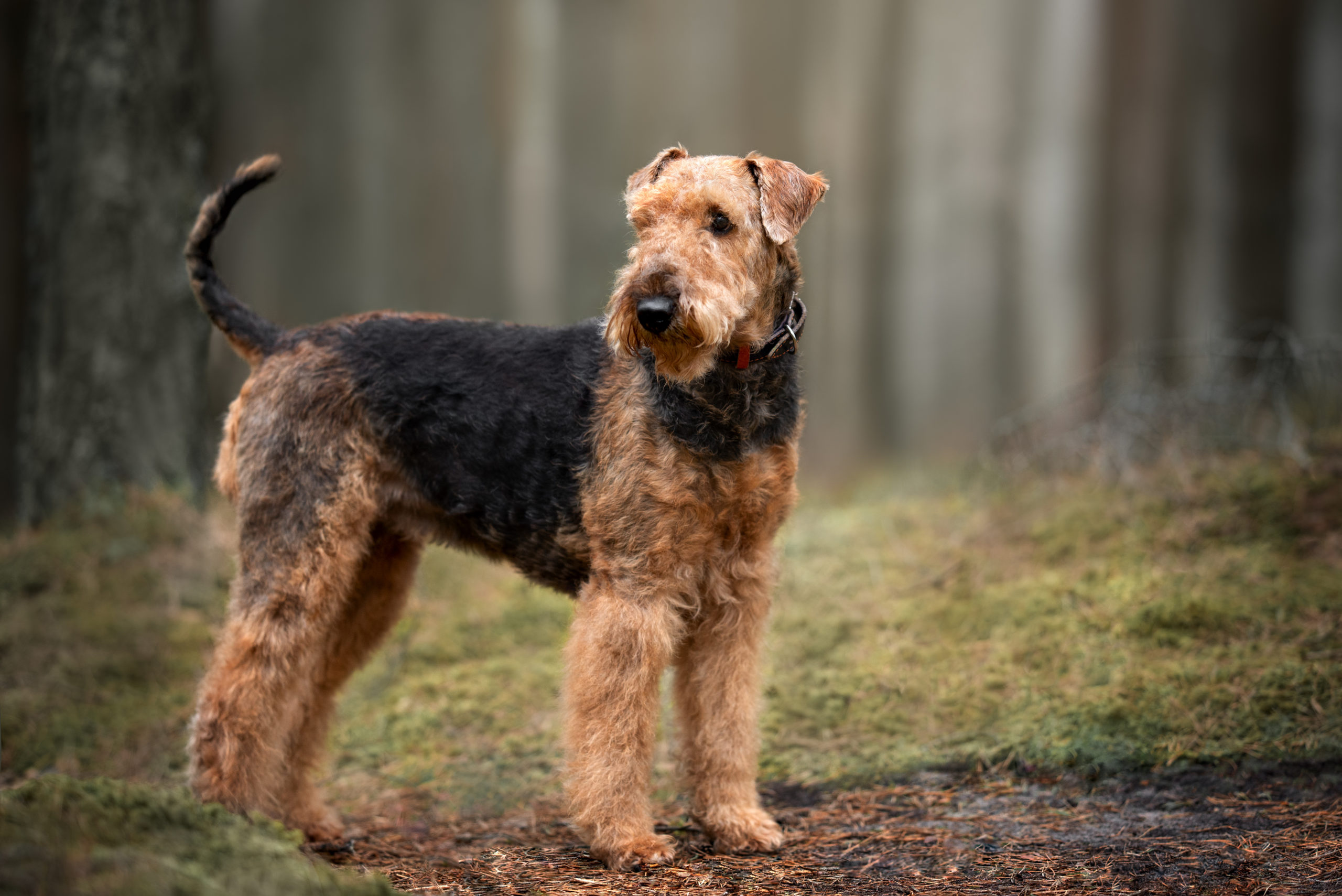 Unleashing the Fun: Everything You Need to Know About the Awesome Airedale Terrier