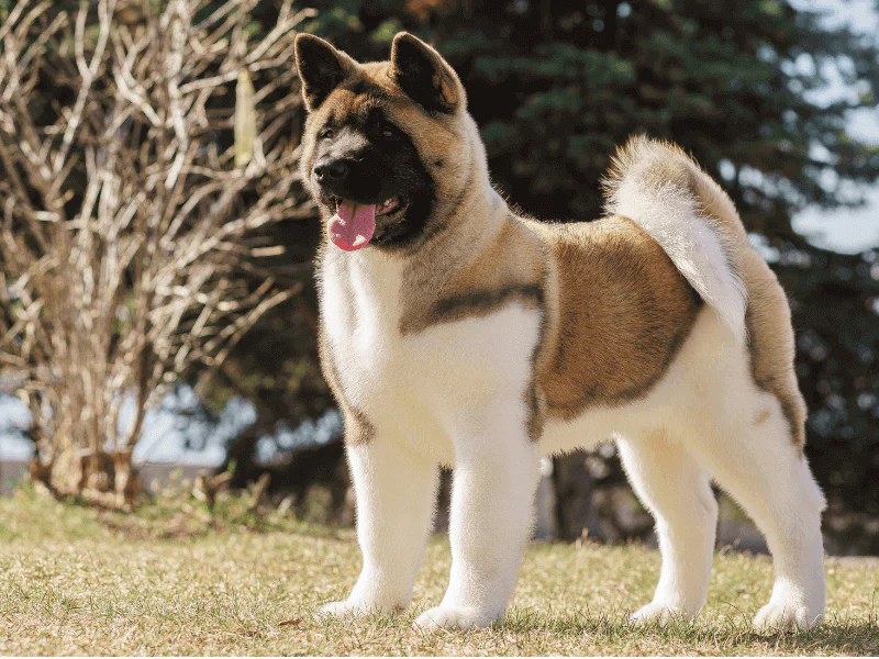 Akita