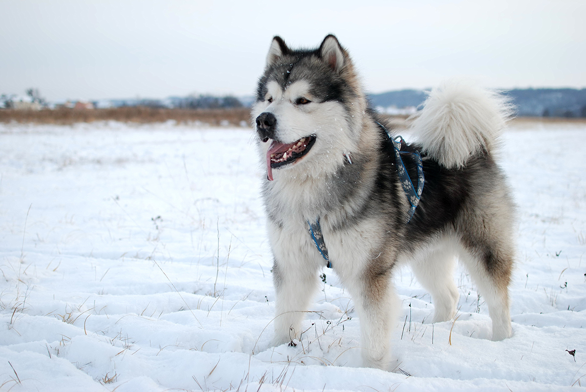 A Day in the Life: What Your Alaskan Malamute Wishes You Knew