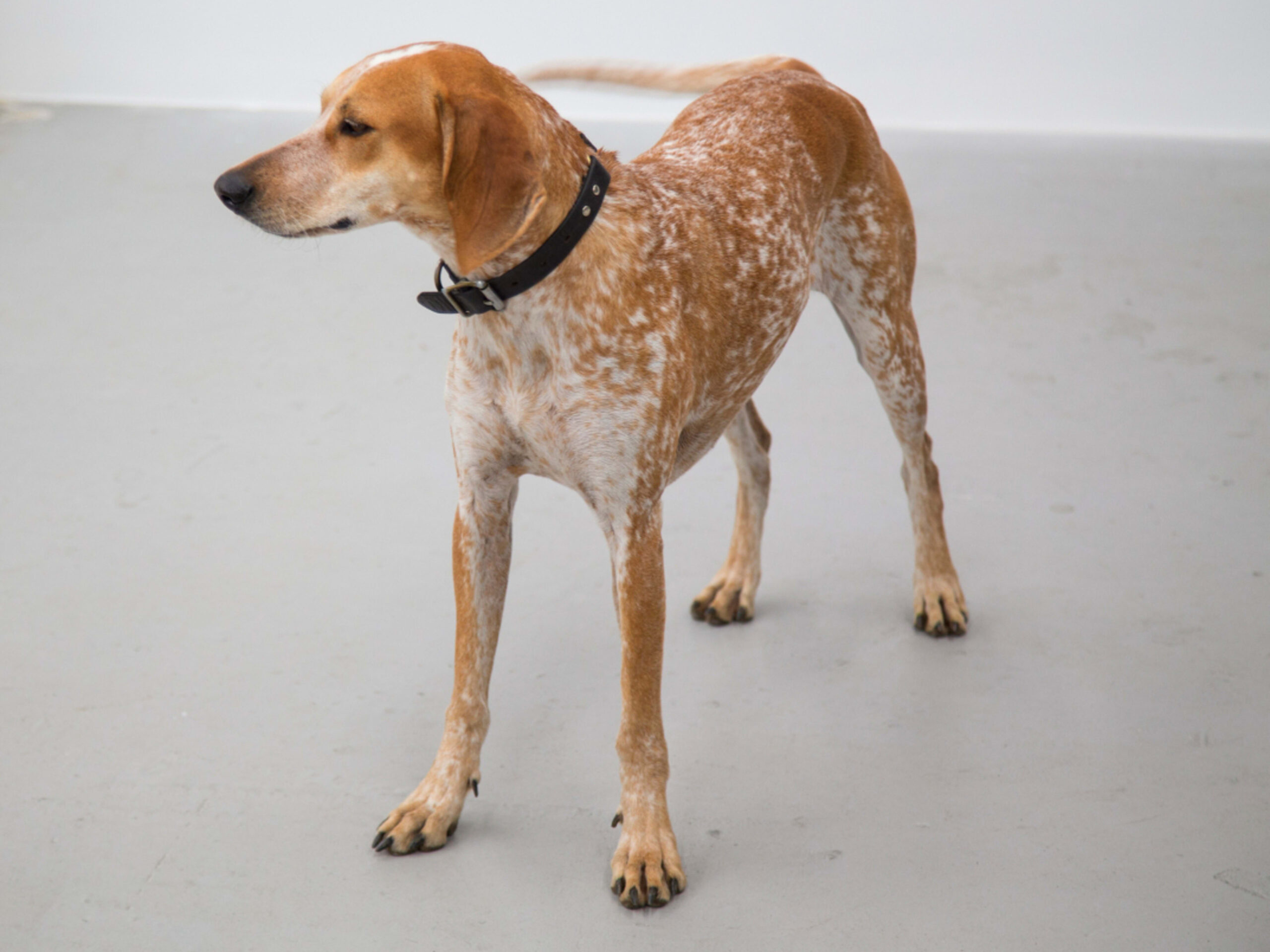 American English Coonhounds: The Versatile Southern Tracker with Boundless Energy and Heart