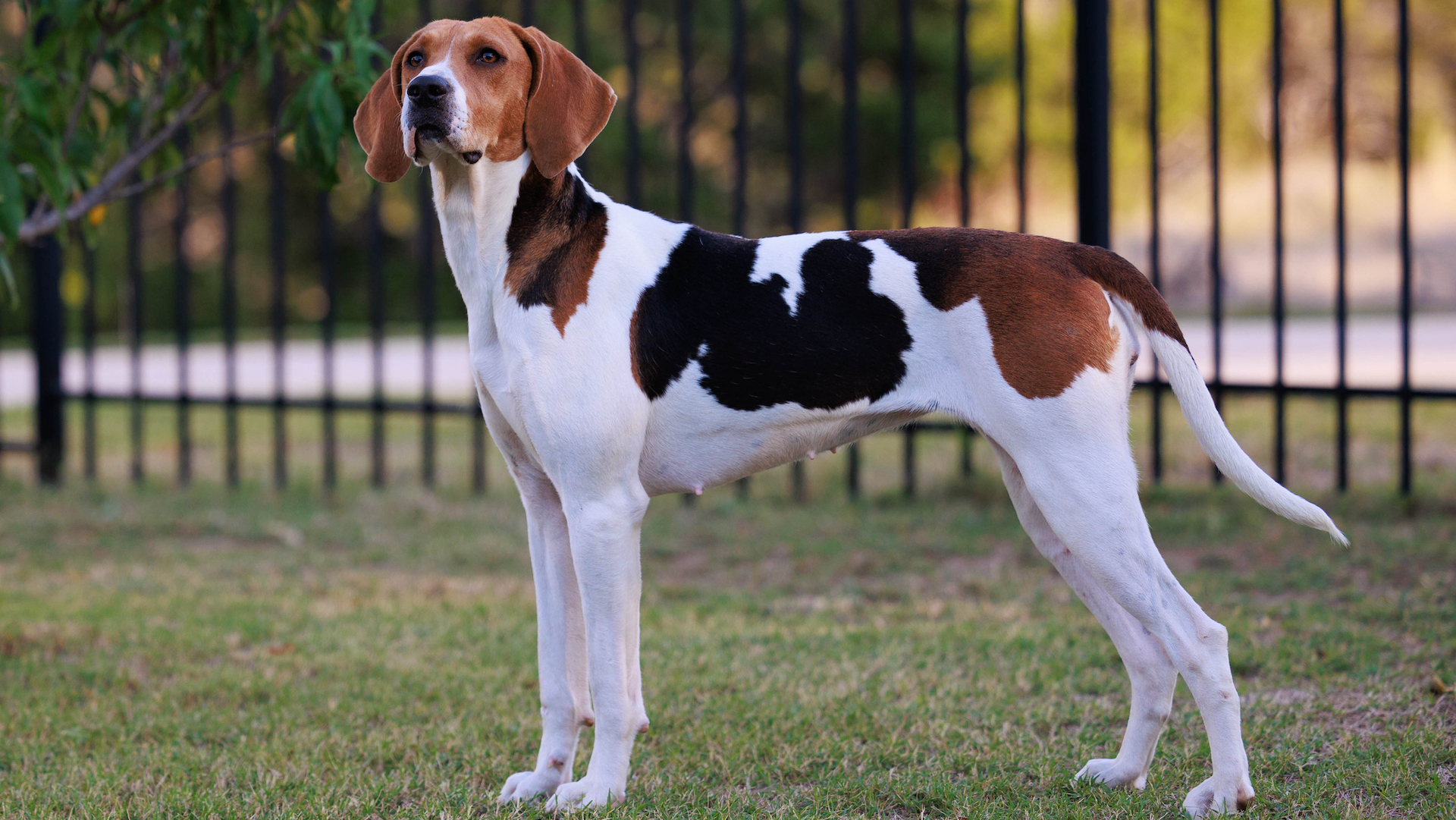 American Foxhounds: The Underrated All-American Hunting Companion You Need to Know About
