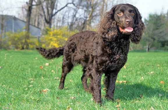 American Water Spaniel: America’s Versatile Hunting Dog with a Devoted Heart (Complete Breed Guide)