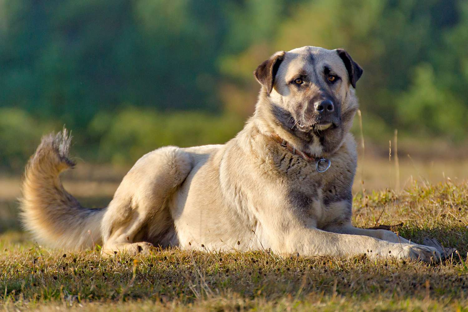 Anatolian Shepherd Dog: Everything You Need to Know About the The Ancient Guardian
