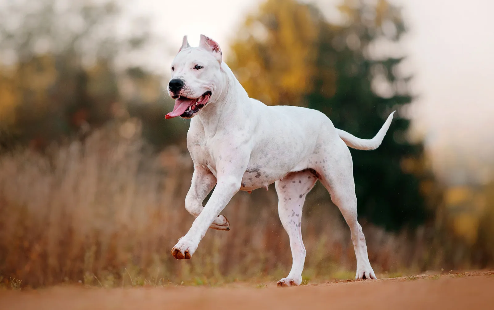 Argentine dogo: the white shadow – bred for the hunt, built for loyalty