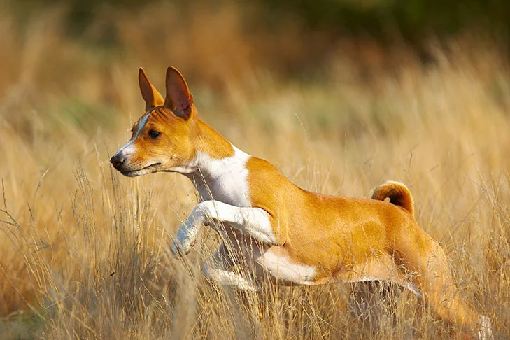 Basenjis: The Ancient “Barkless” Dogs with Feline Charm and Independent Spirit