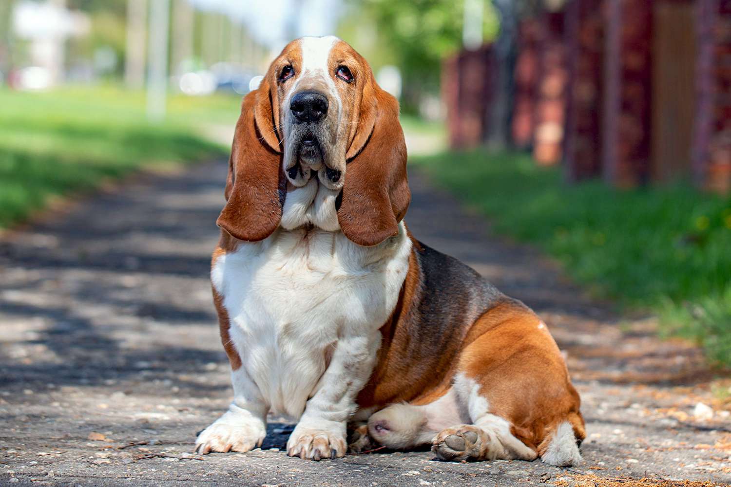 Everything You Need to Know About Basset Hounds: The Long-Eared Charmers