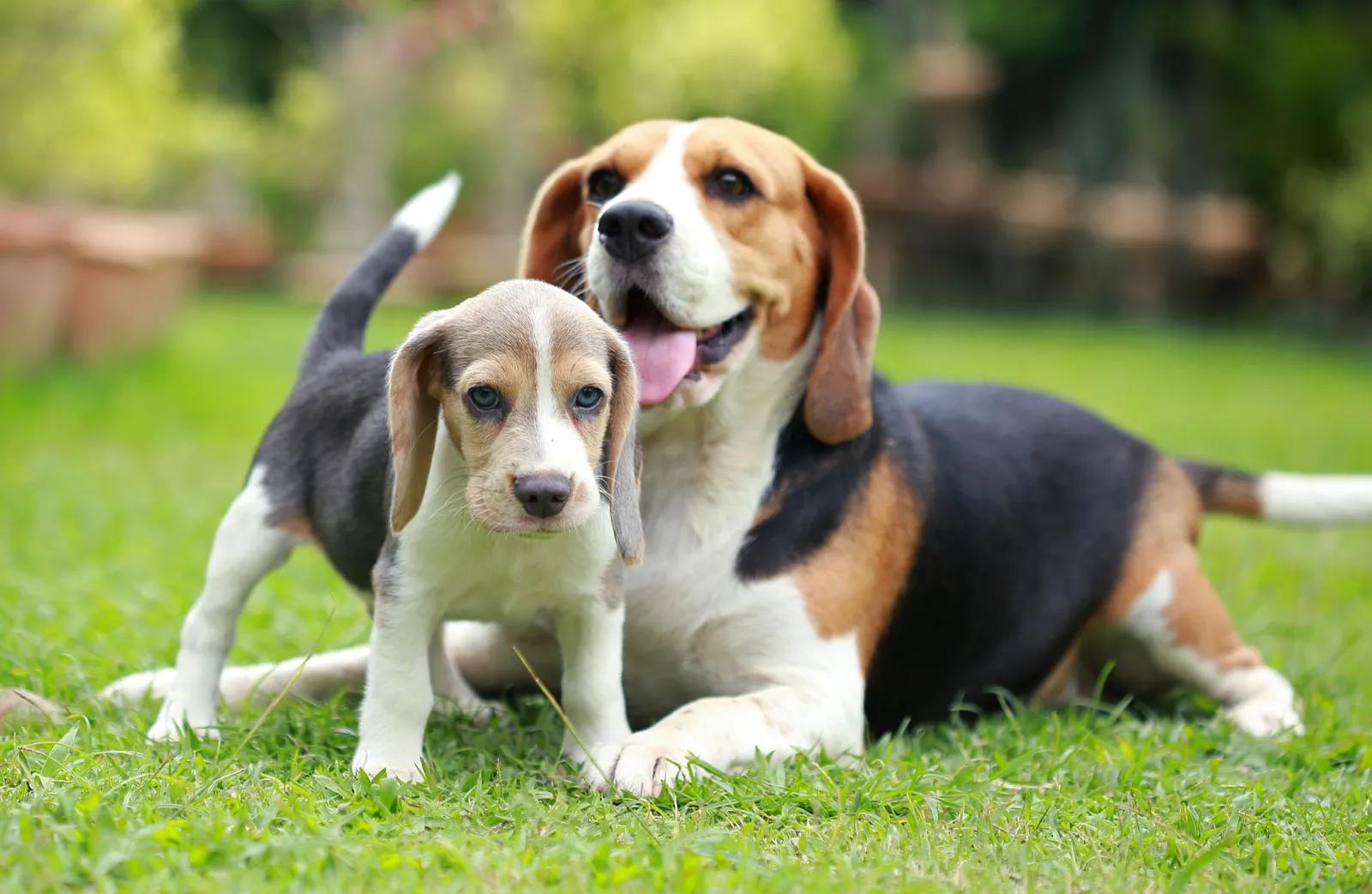 The Beagle: Your Compact Adventure Companion with a Heart of Gold