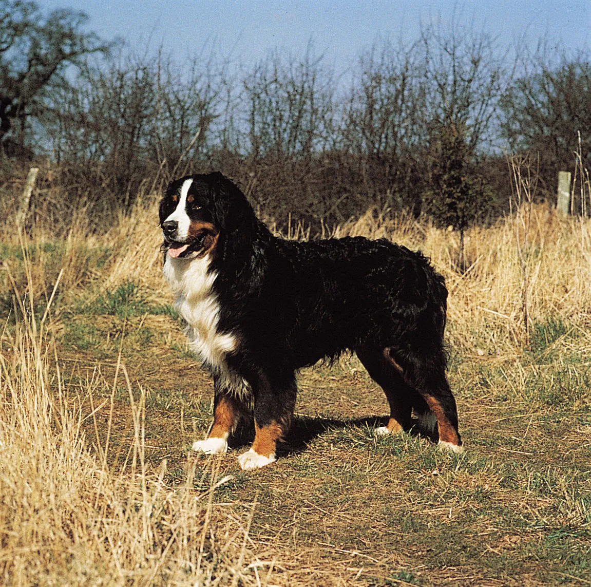 Bernese Mountain Dogs: Why These Tri-Colored Giants Steal Hearts Despite Their Heartbreakingly Short Lives