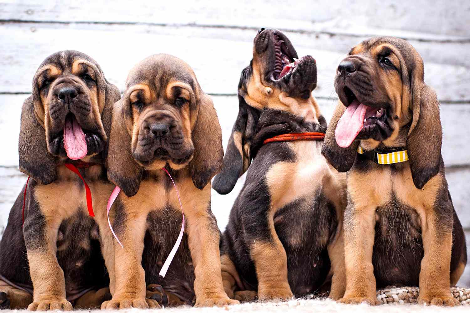The Ultimate Guide to Bloodhounds: Nature’s Crime-Solving Canines