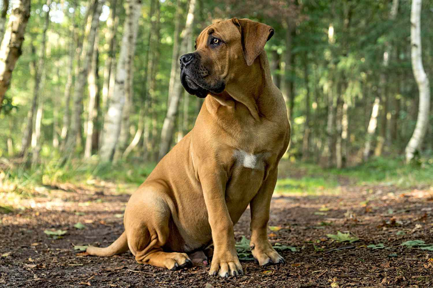 Meet the Boerboel: The Gentle Giant With a Lion’s Heart