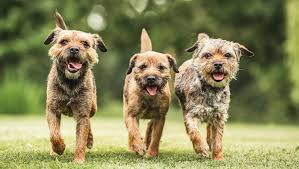 Border Terrier