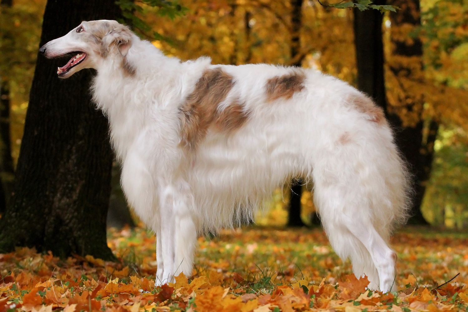 Borzoi: The Aristocratic Russian Wolfhounds with Elegance and Speed