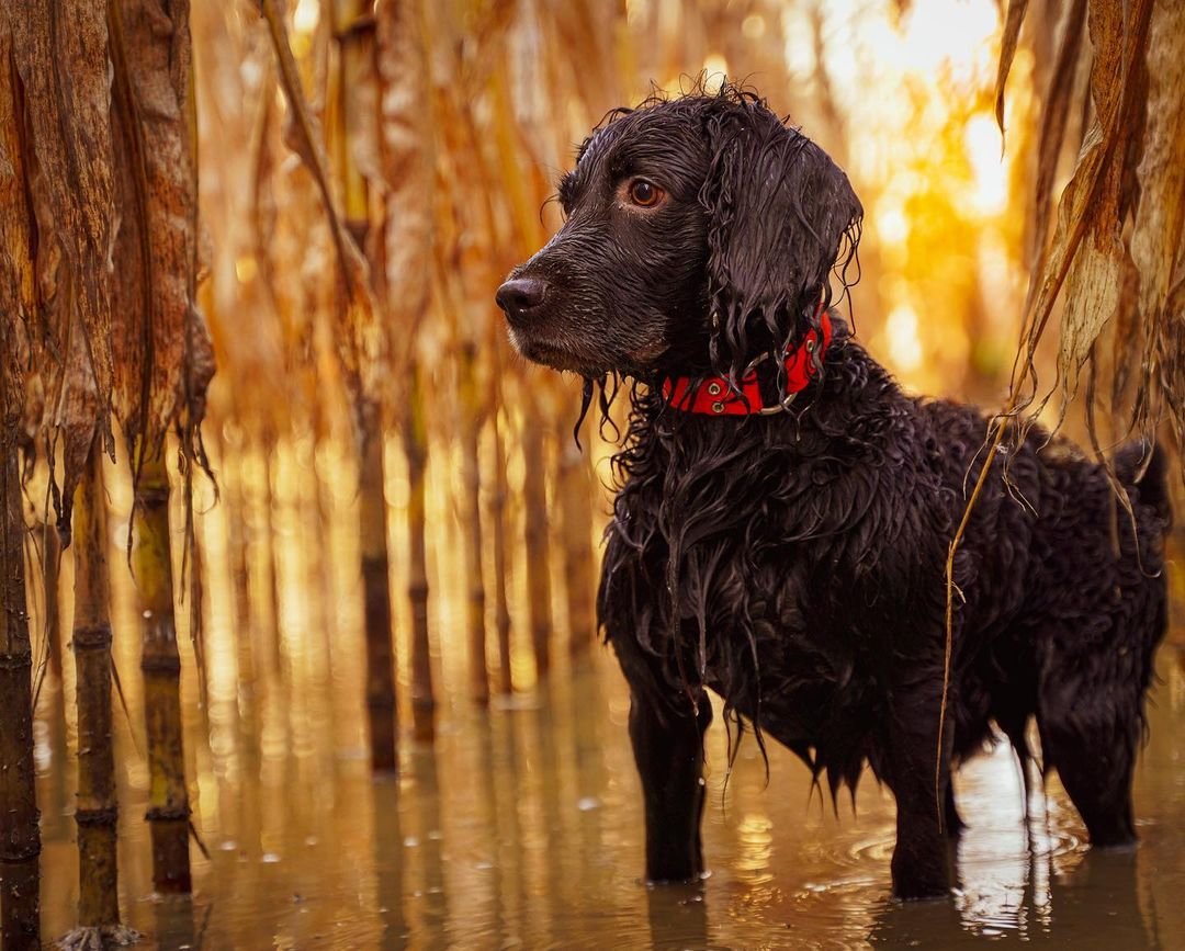 Boykin Spaniel: South Carolina’s Versatile Hunting Companion with Southern Charm (Complete Breed Guide)