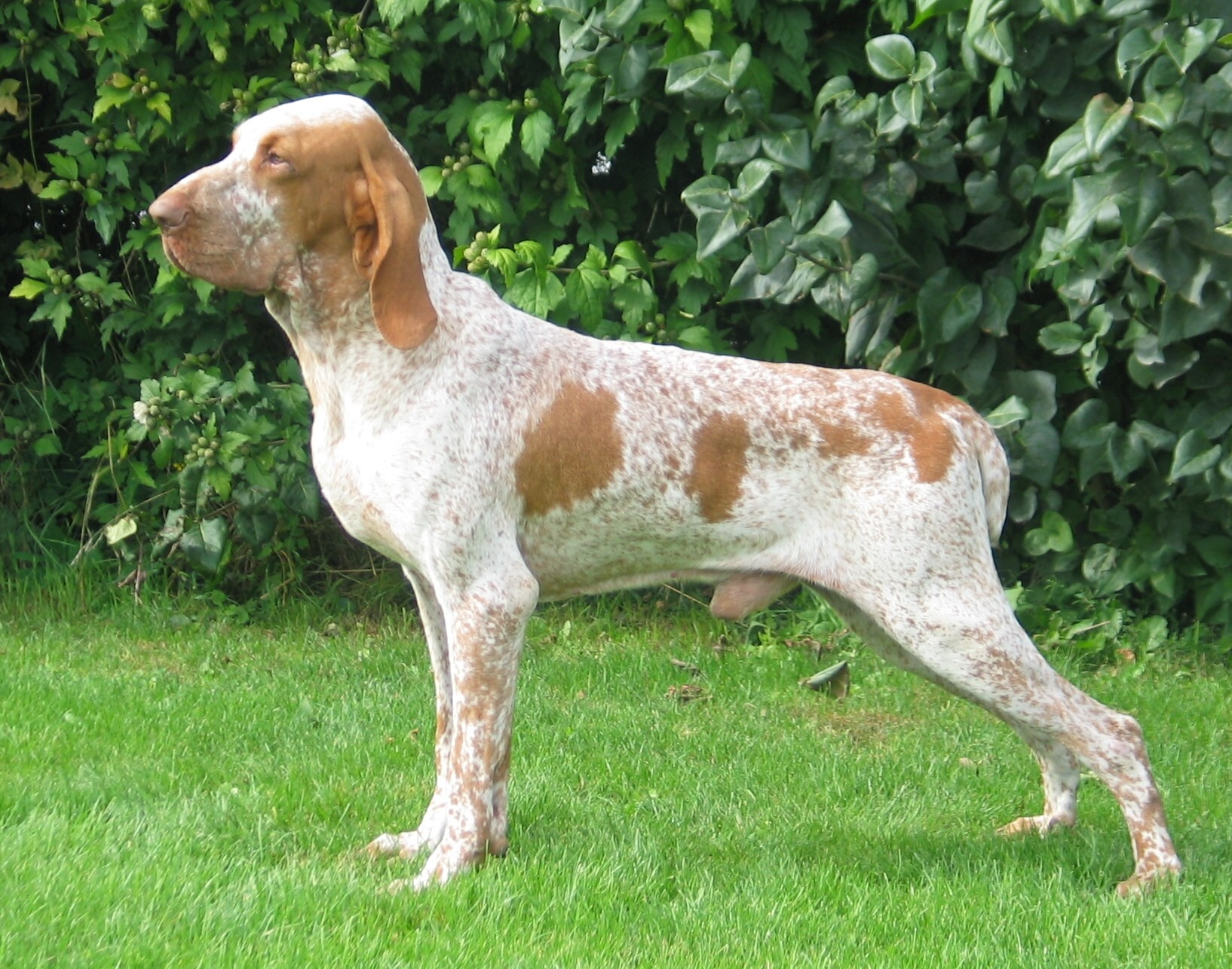 Discovering the Bracco Italiano: Italy’s Ancient Hunting Companion with Modern Appeal