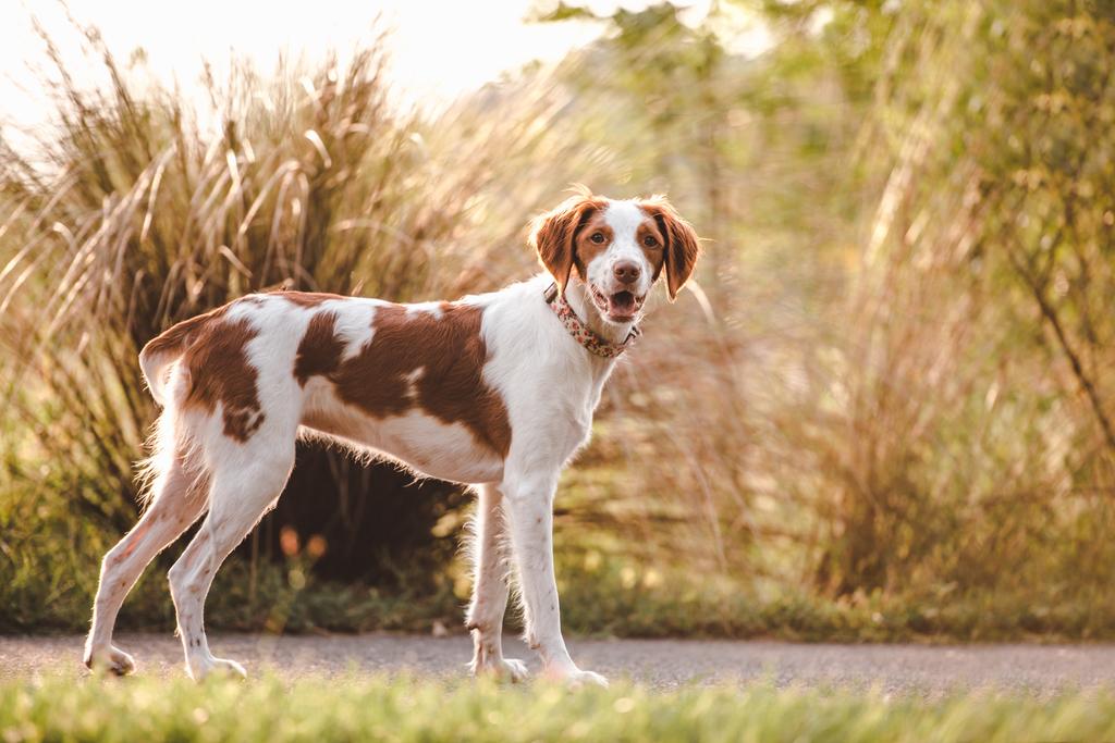 Brittany Spaniel: The Versatile, Energetic Bird Dog with a Heart of Gold (Complete Breed Guide)