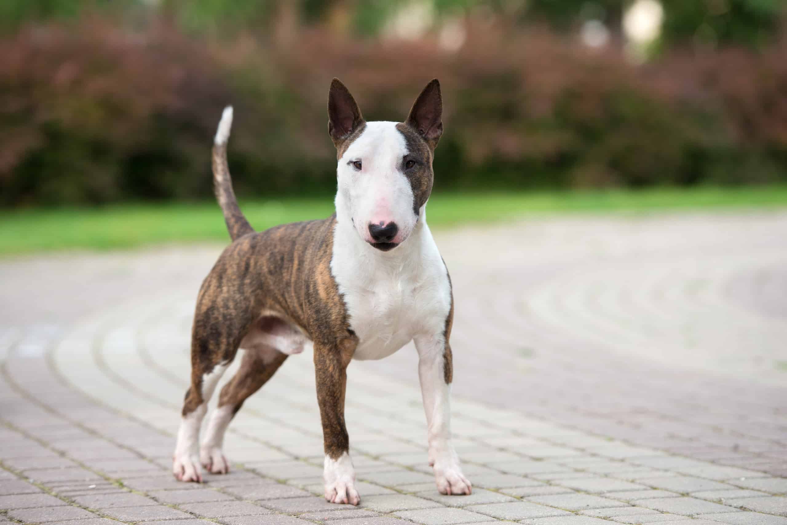 The Unmistakable Bull Terrier: A Bold and Affectionate Companion