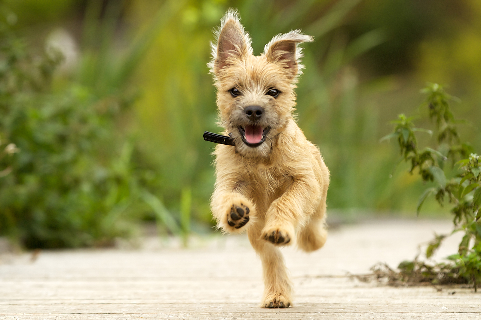 Cairn Terrier