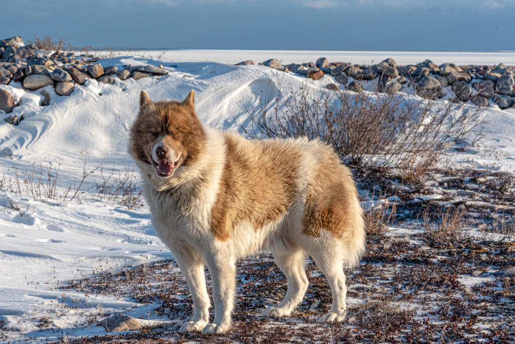 Canadian Eskimo Dog: The Ancient Arctic Survivor on the Brink of Extinction