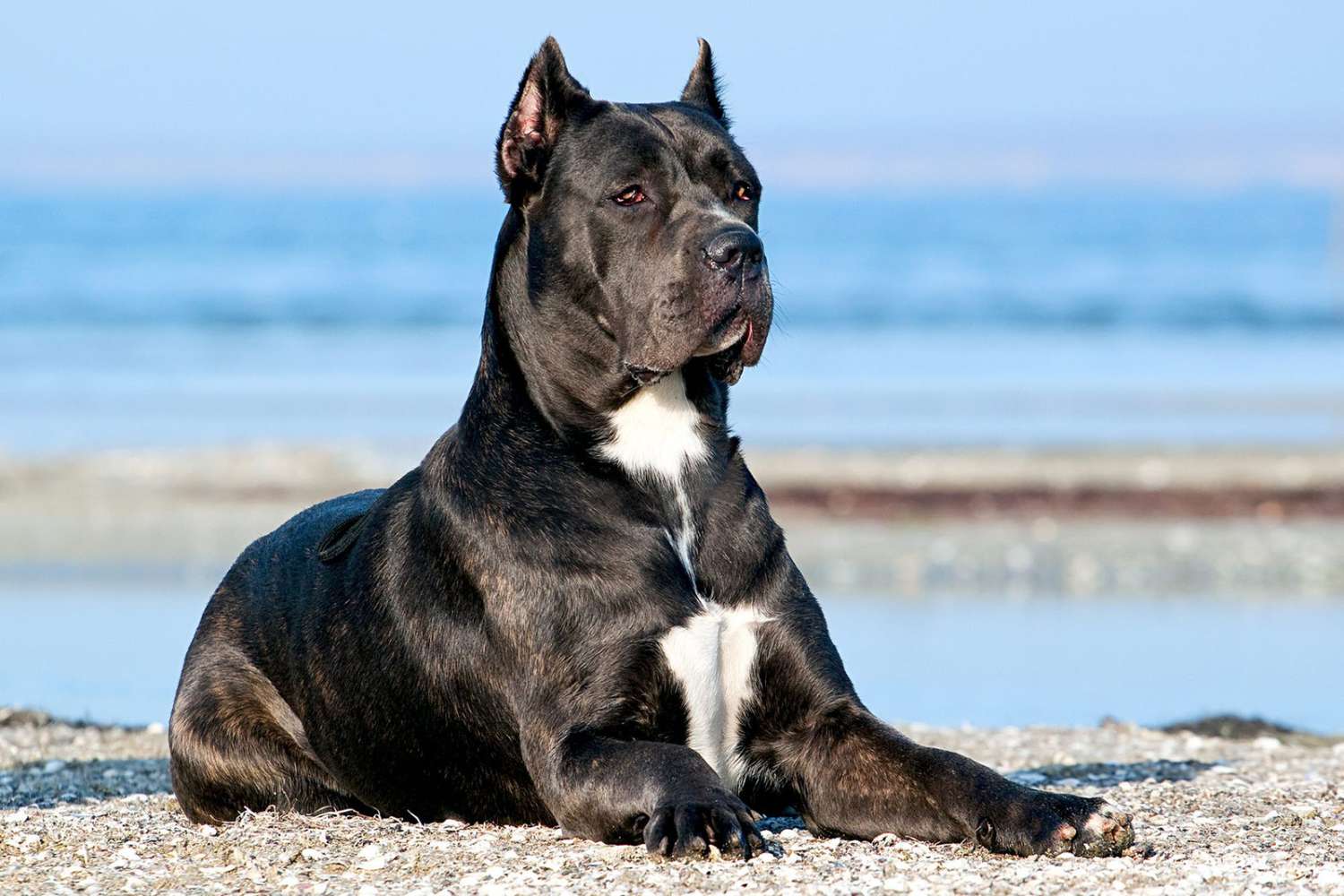 Cane Corso 101: Why This Ancient Guardian Breed Is Stealing Hearts (and Couches) Everywhere