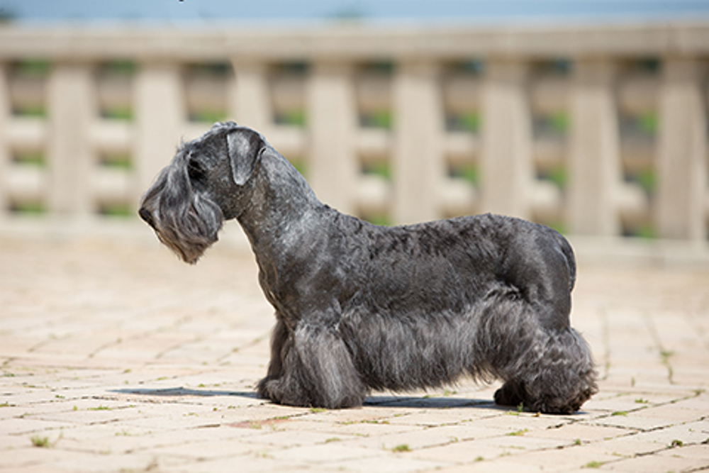 Cesky Terrier