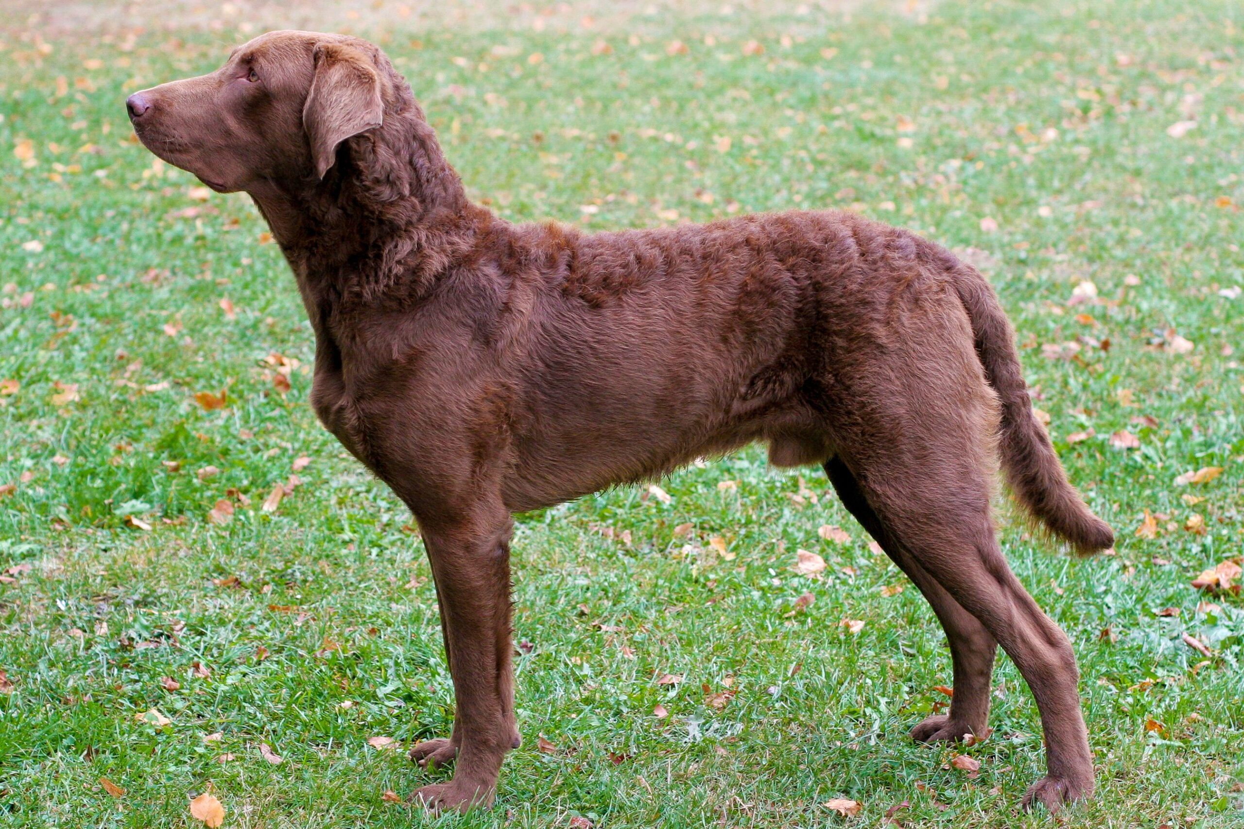 Chesapeake Bay Retriever: America’s Rugged Water Dog with Unmatched Determination (Complete Breed Guide)