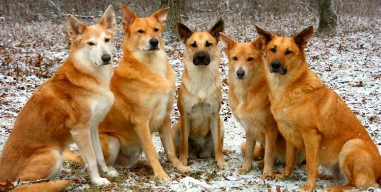 Chinook: The All-American Sled Dog That Almost Disappeared