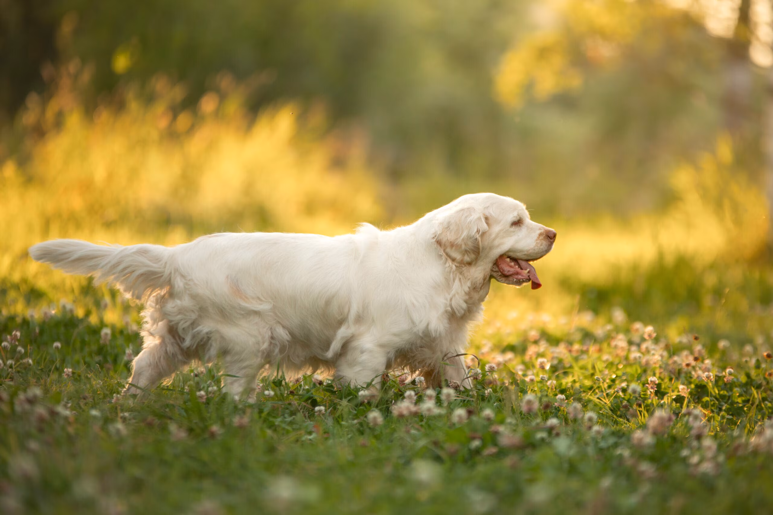 Clumber Spaniel: The Gentle Giant of the Spaniel World (Complete Breed Guide)