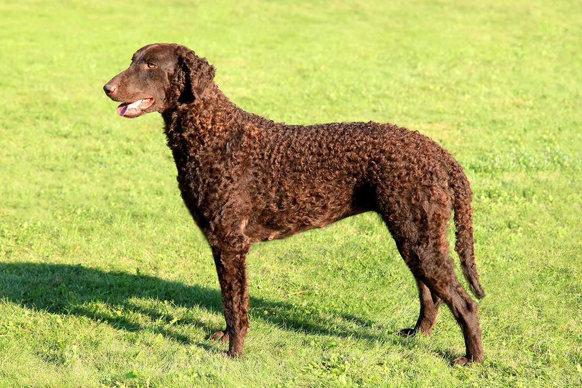 Unleashing the Charm: Why the Curly-Coated Retriever Might Be Your Perfect Canine Soulmate (Complete Breed Guide)