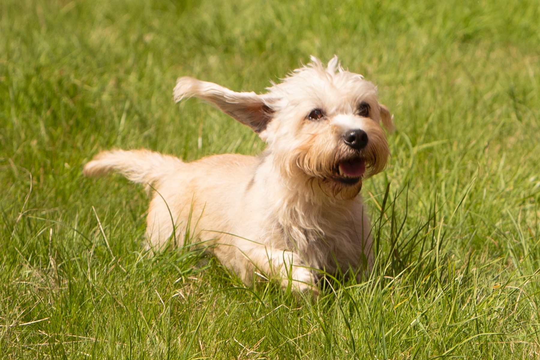Dandie Dinmont Terrier