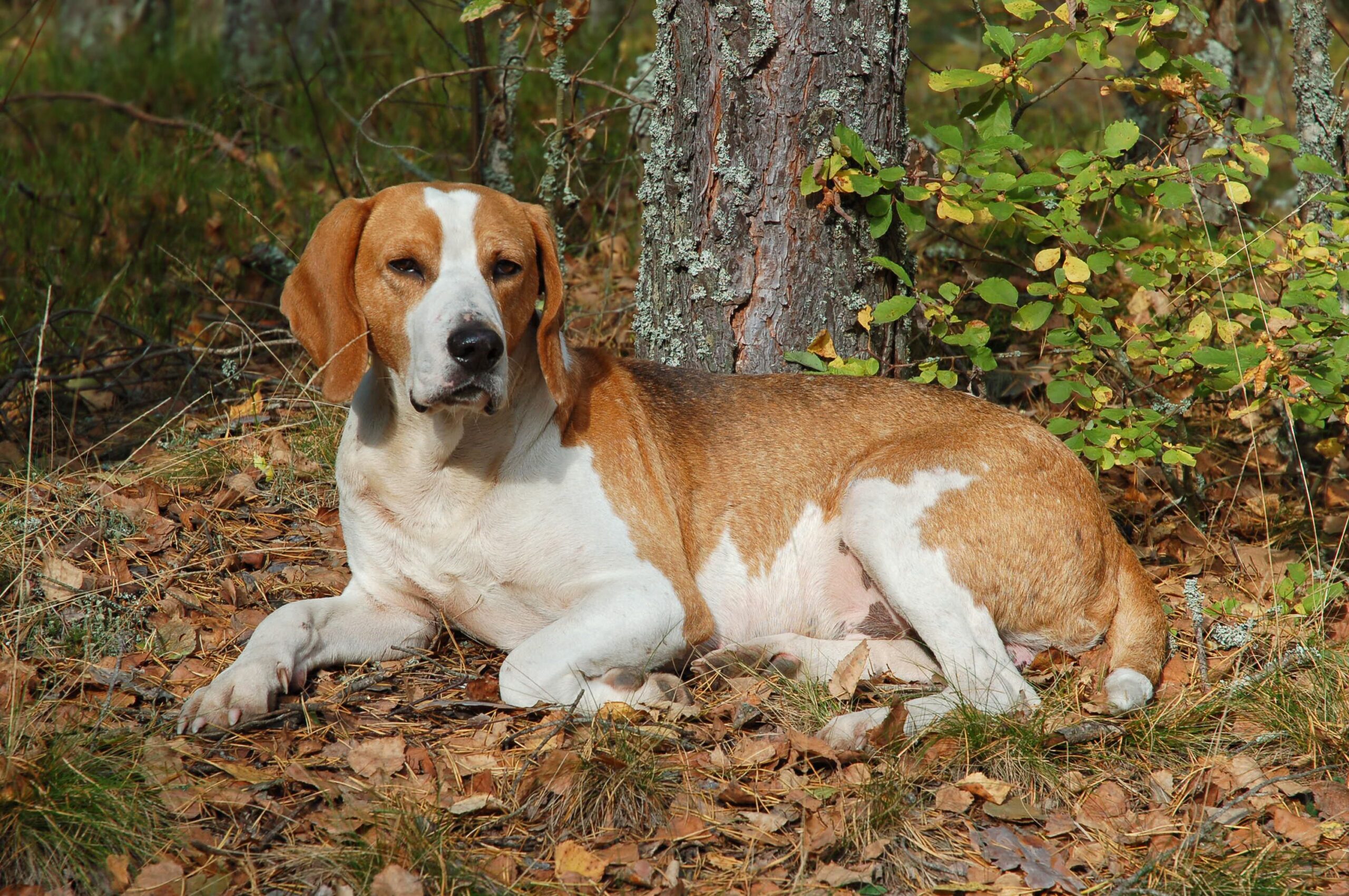 English Foxhounds: The Classic British Hunting Companion with Timeless Appeal