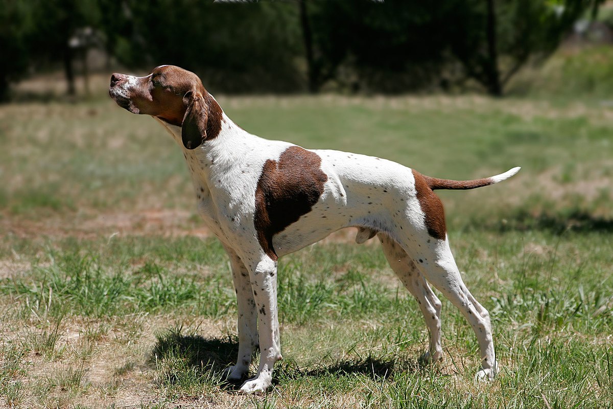 English Pointer: The Classic Field Dog of Unparalleled Elegance