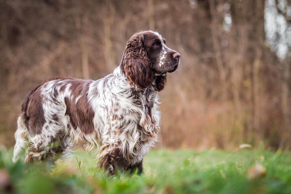 English Springer Spaniel: The Versatile, Energetic Companion (Complete Breed Guide)