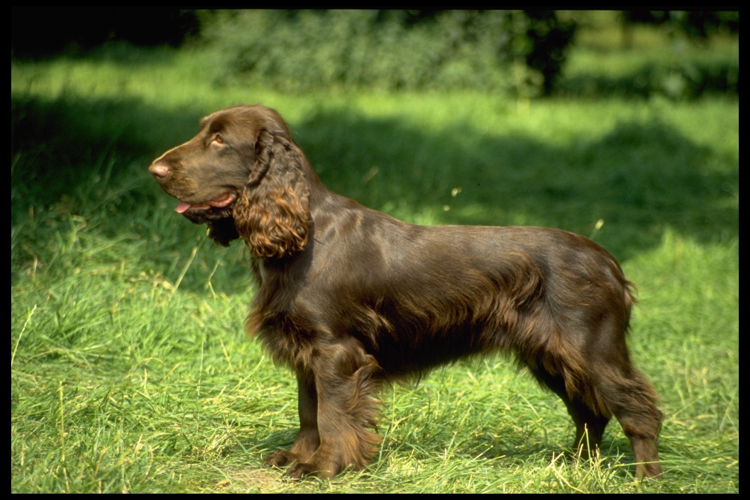 Field Spaniel: The Dignified, Versatile Hunter You Might Not Know (Complete Breed Guide)