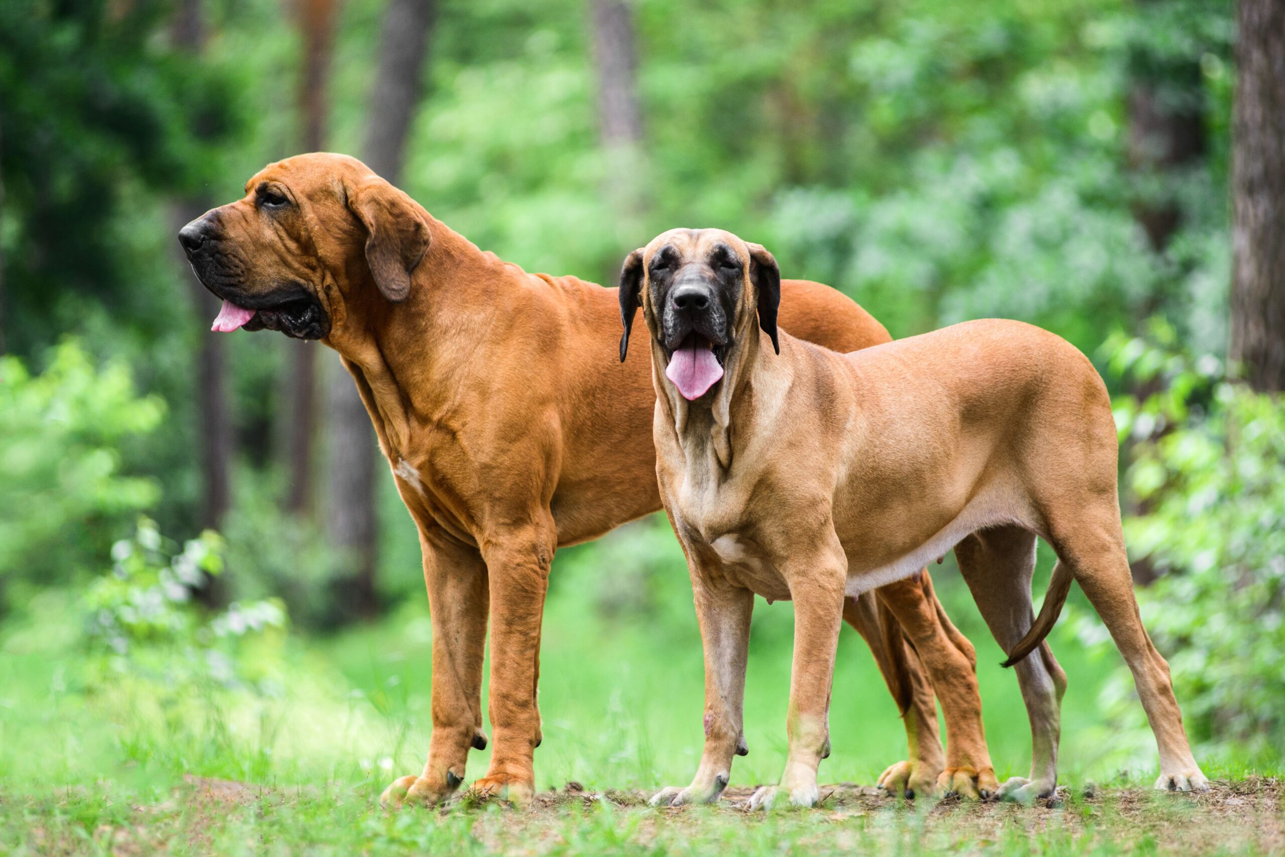 Fila Brasileiro: The Misunderstood Guardian of Brazil’s Wilderness (And Why They’re Not For Everyone)