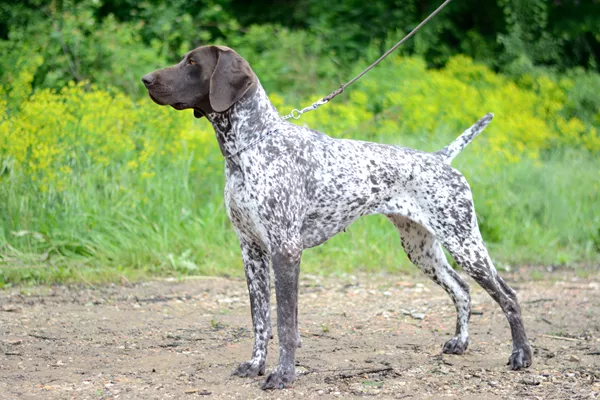 German Shorthaired Pointer: The Versatile Hunting Companion & Family Dog
