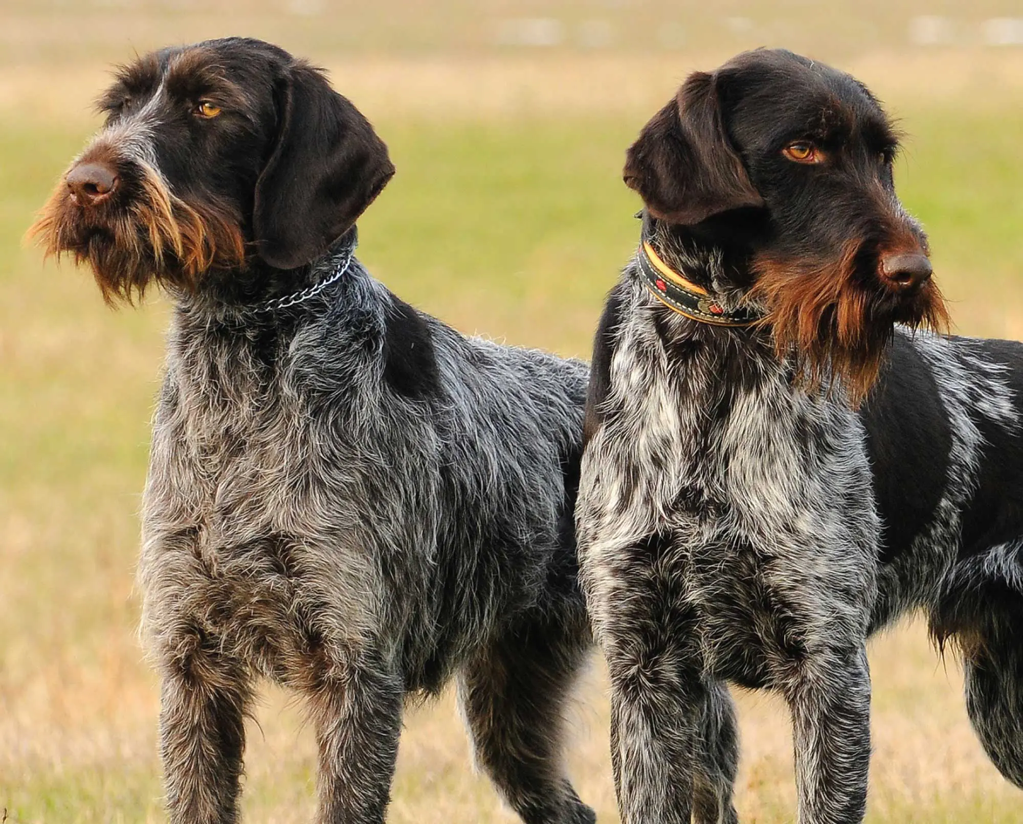 The German Wirehaired Pointer: A Rugged Companion For Your Outdoor Adventures