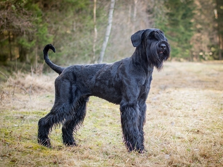 Giant Schnauzer: The Bold, Bearded Powerhouse That Means Business