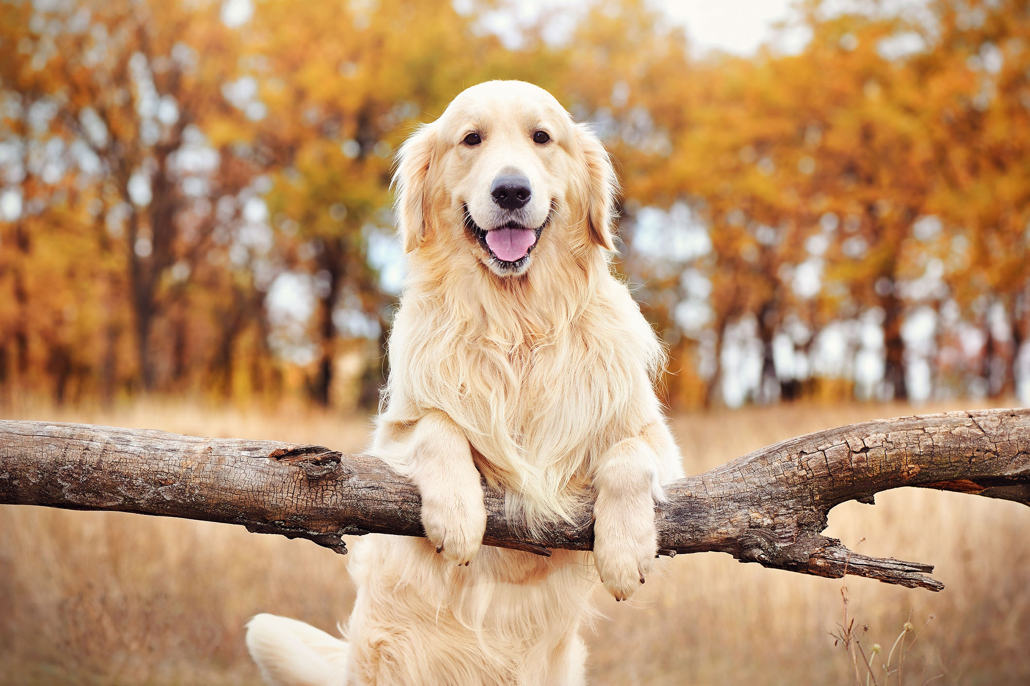 Golden Retriever: The Sunshine Dog with a Heart of Gold (Complete Breed Guide)