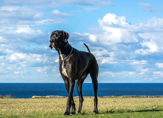 Gentle Giants: Everything You Need to Know About Owning a Great Dane