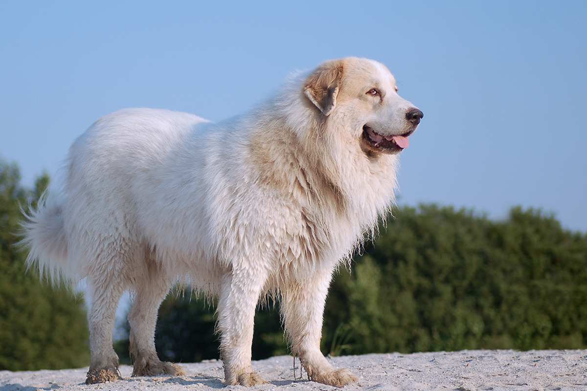 THE GREAT PYRENEES FIELD GUIDE: A SCIENTIFIC & PRACTICAL ANALYSIS