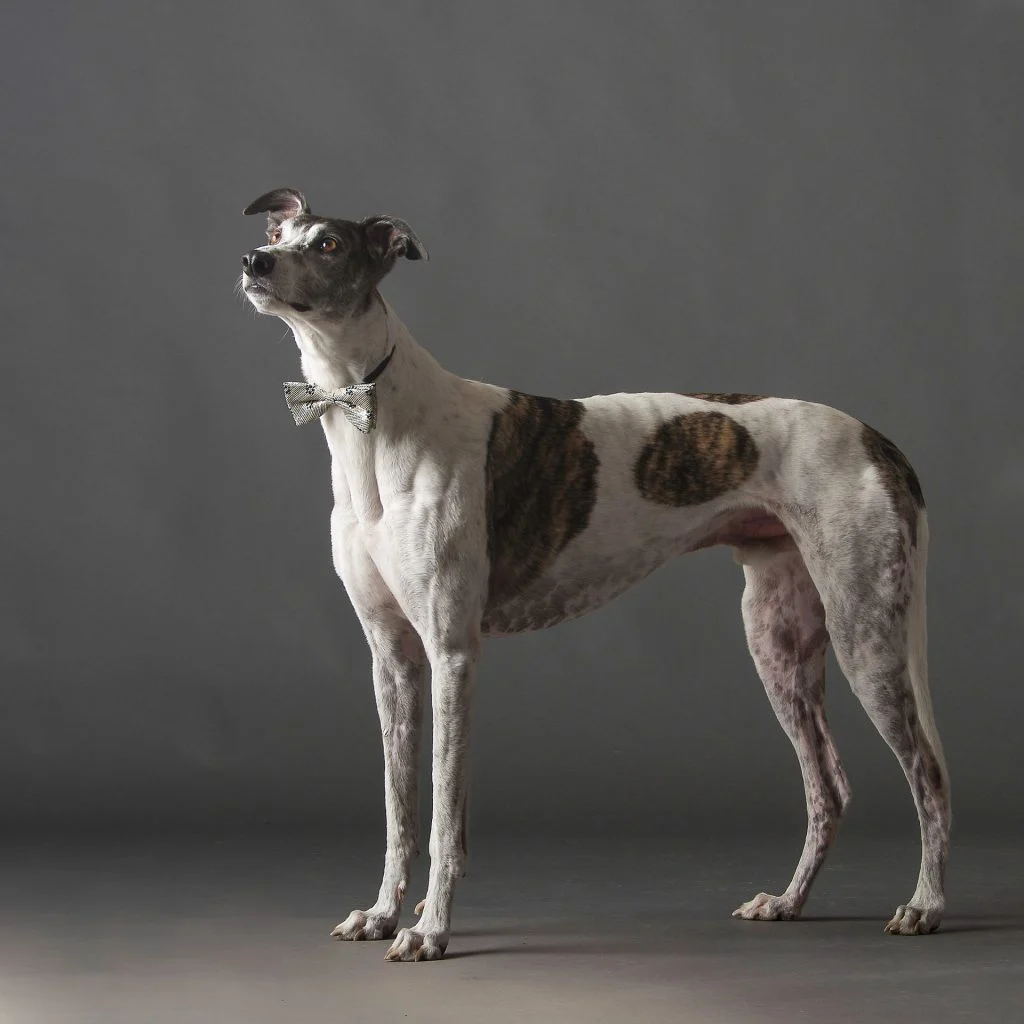 Greyhounds: The Elegant Couch Potatoes with Ancient Heritage and Surprising Personalities