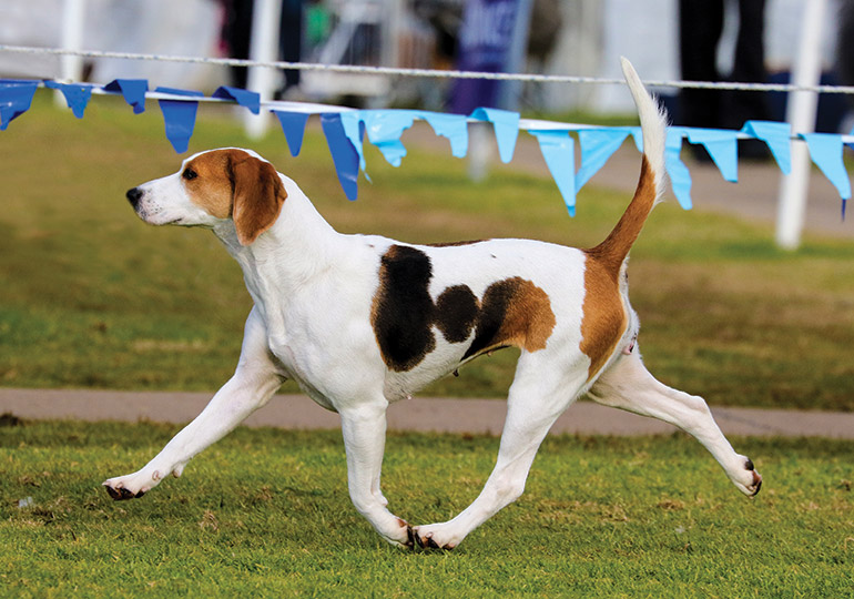 Harriers: The Overlooked Middle-Sized Hound with Energy and Charm to Spare