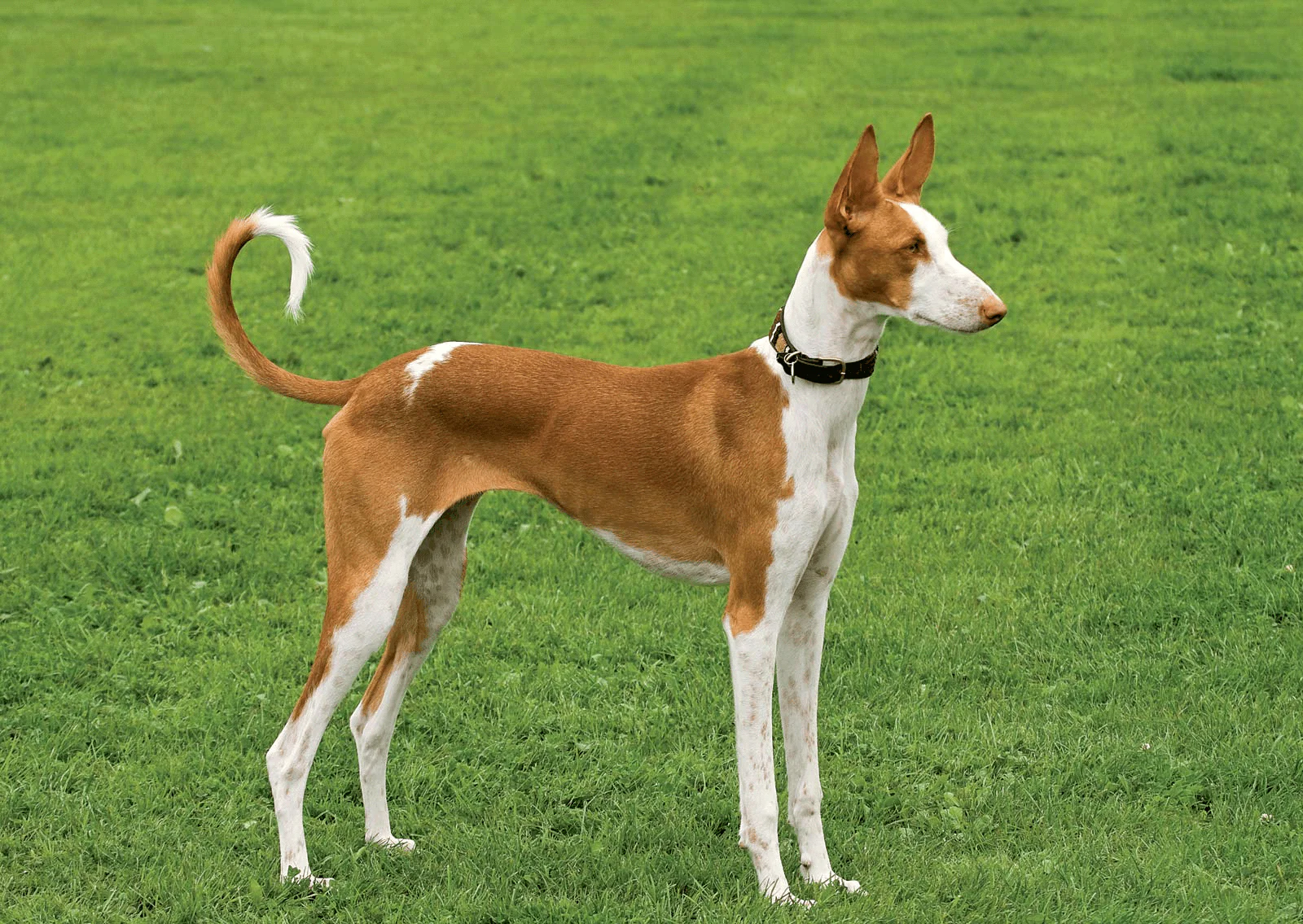 Ibizan Hounds: The Elegant Ancient Athletes with Radar Ears and Boundless Spirit