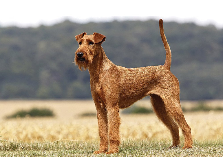 Unleashing the Emerald Energy: A Deep Dive into the Wonderful World of the Irish Terrier