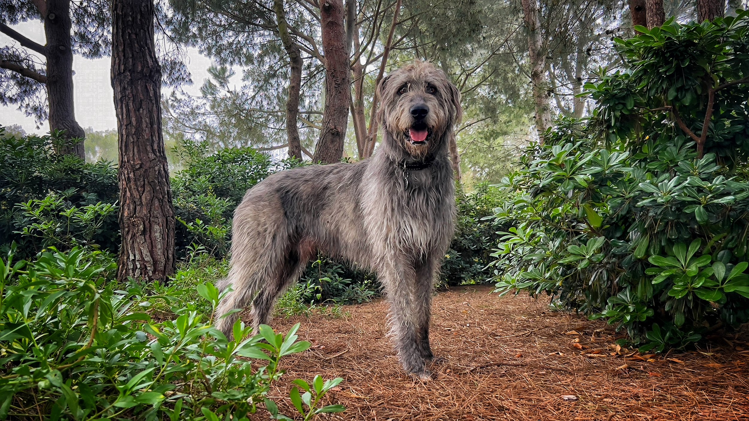 Irish Wolfhound: The Gentle Giants with Ancient Heritage and Heart to Match