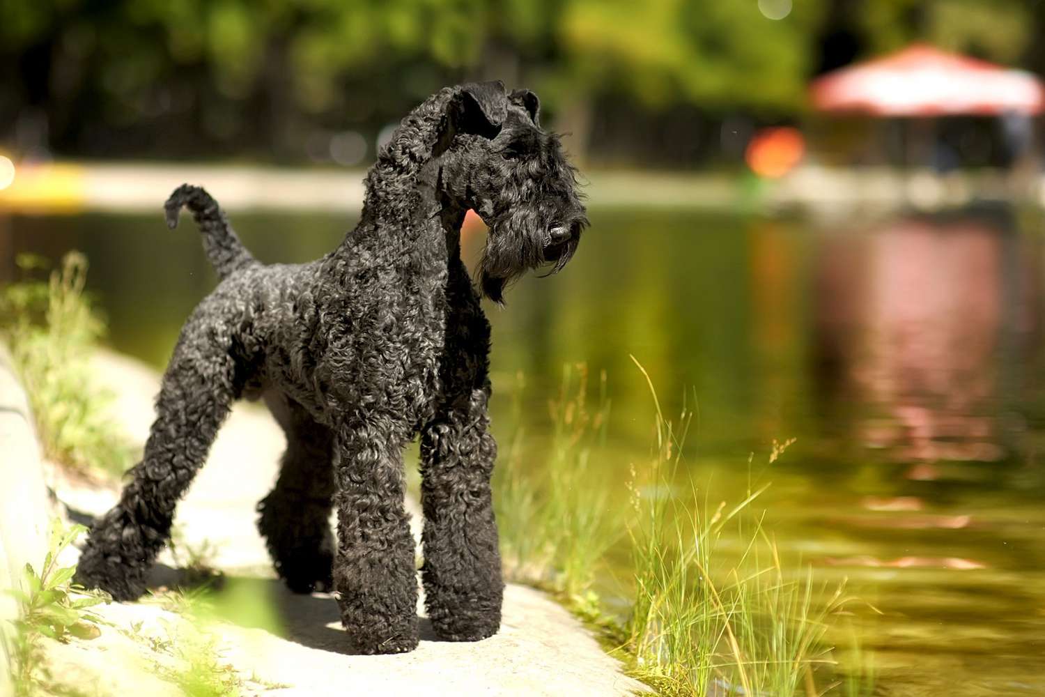 The Ultimate Guide to the Kerry Blue Terrier: Everything You Need to Know