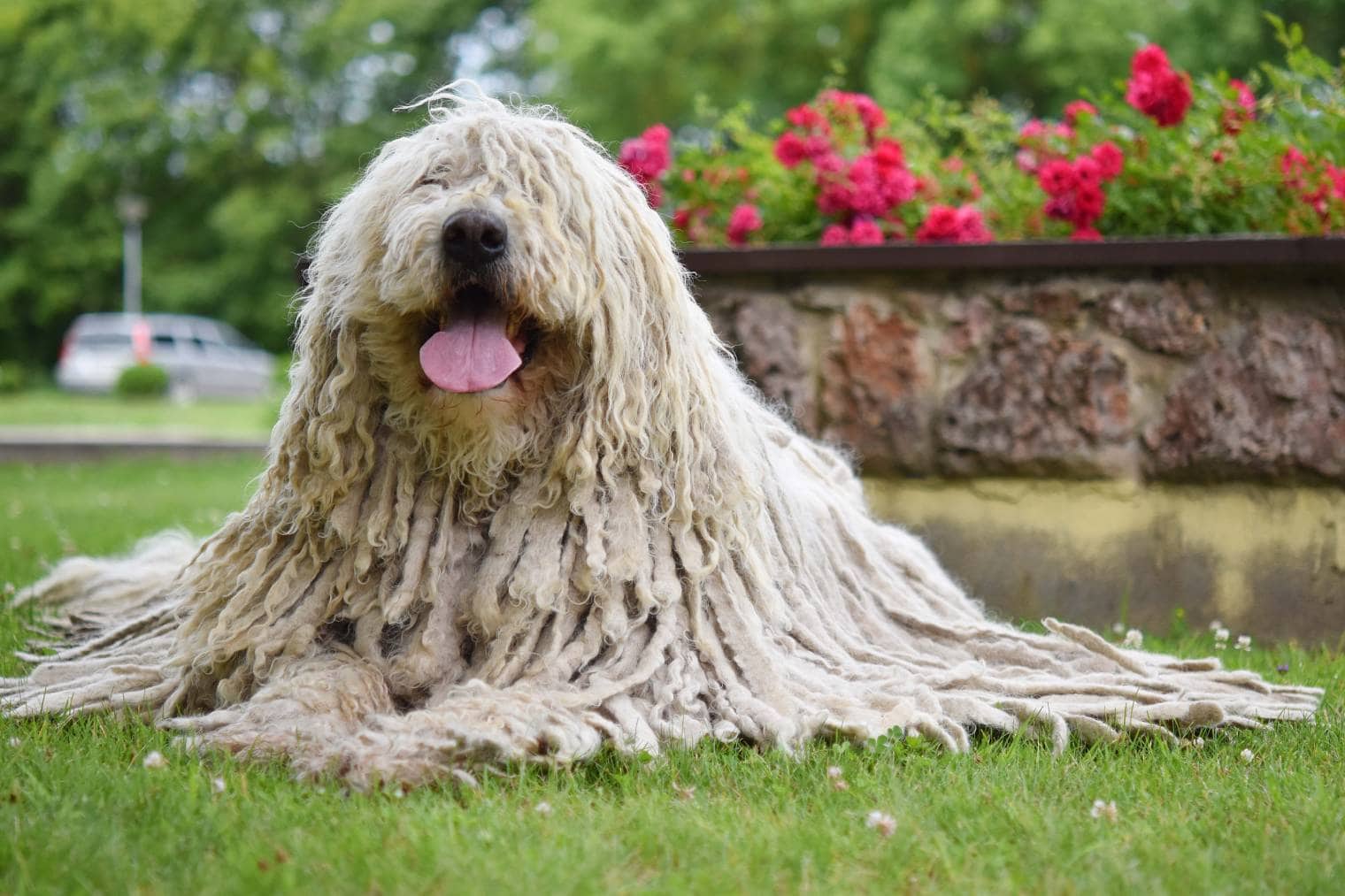 Komondor: The Ancient Mop Dog with a Fierce Protective Streak