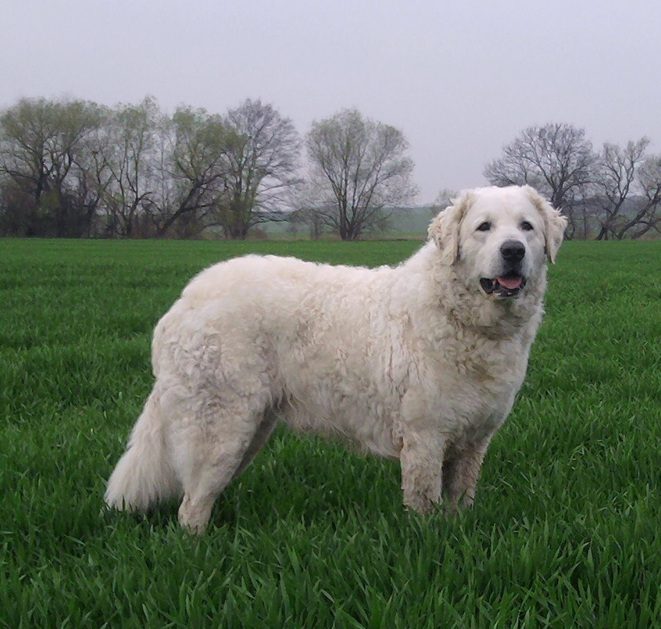 The Majestic Kuvasz: Everything You Need to Know About This Royal Protector