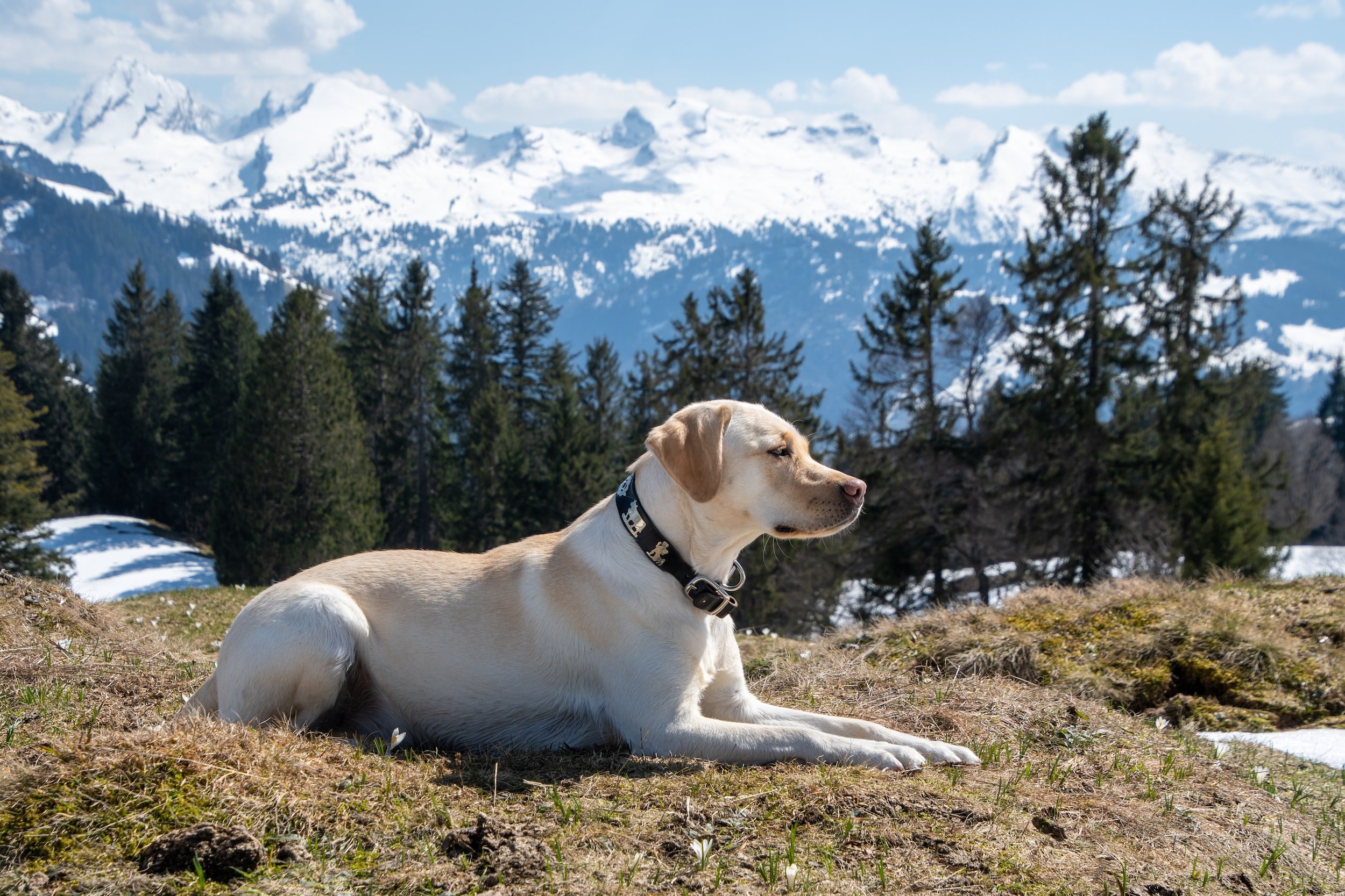 Labrador Retriever: America’s Beloved Family Dog and Versatile Working Companion (Complete Breed Guide)